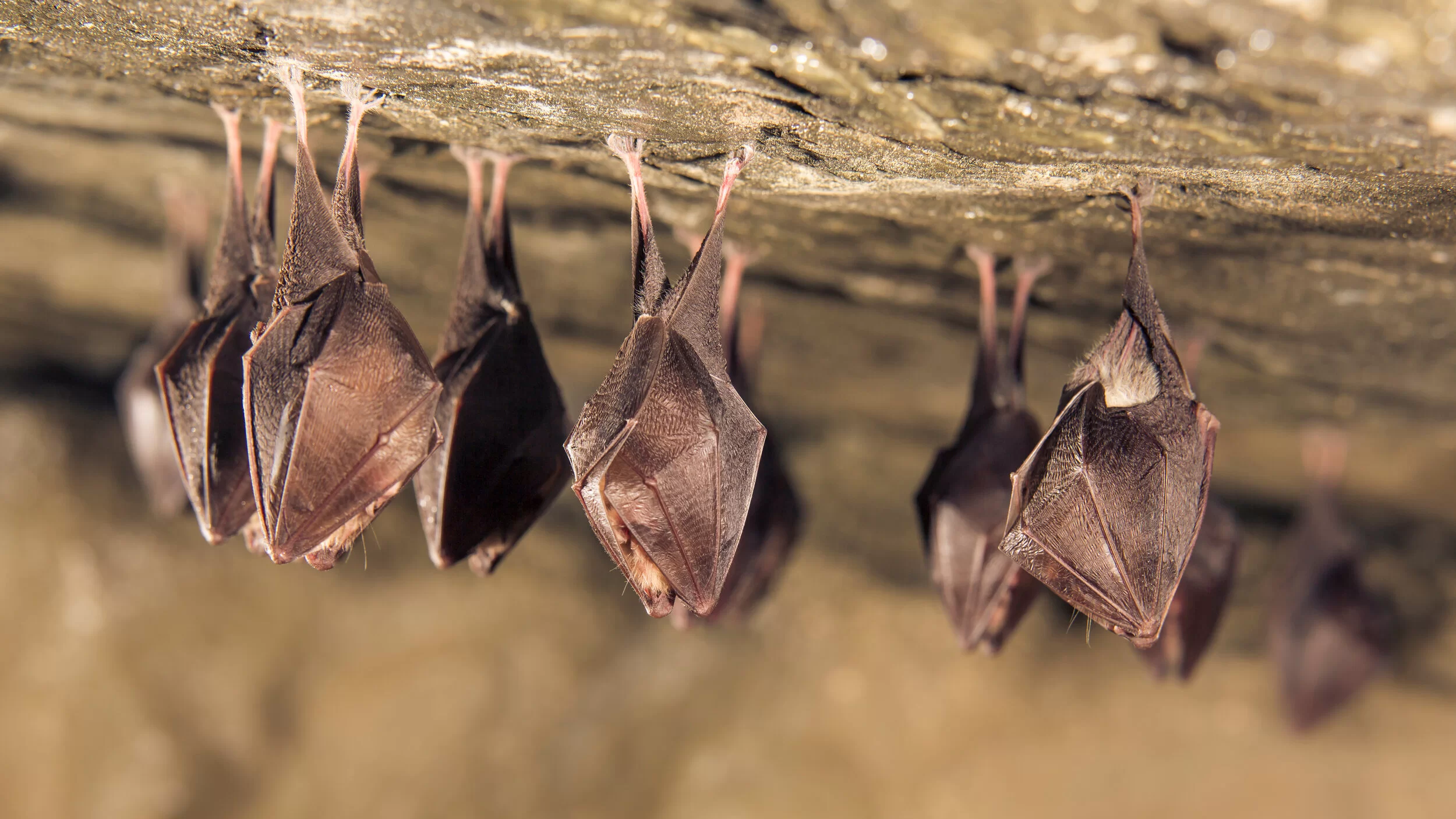 Dedetização de morcegos na Praia Cocanha