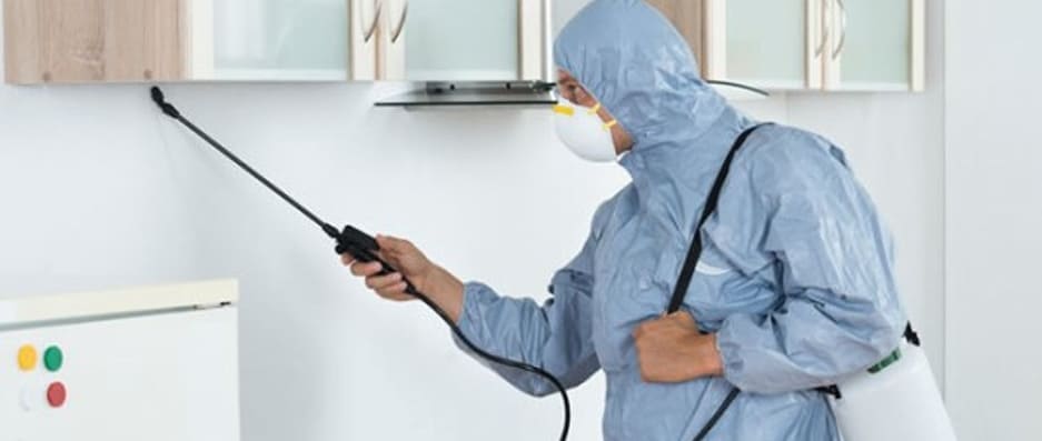 Dedetizadora – Livre-se das pragas hoje