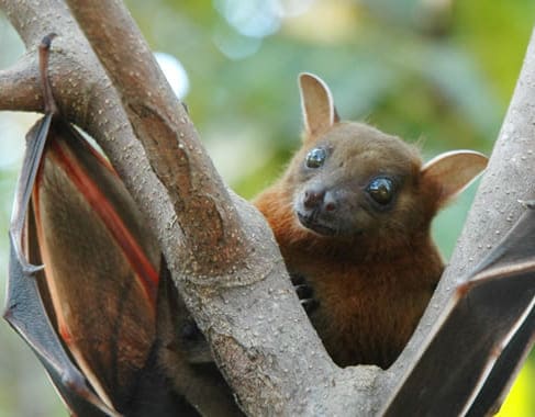 Dedetização de morcegos no Boqueirão